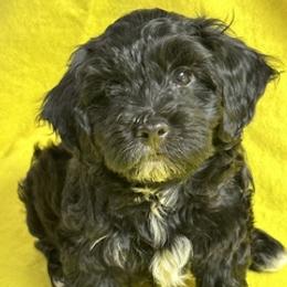 Earl Of Erroll (Merlin) - Black male Havanese puppy in North Richland Hills, Texas from A Royal Havanese Court