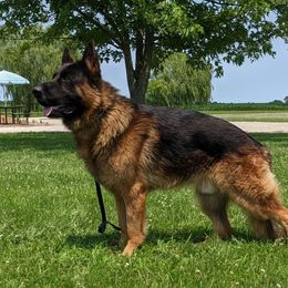Uno - German Shepherd