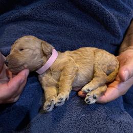 W25 Female Pink Collar - Red  female Goldendoodle puppy in Cape Coral, Florida from GoldenDoodles Cape Coral