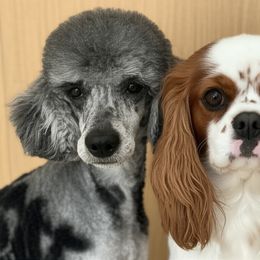 Cockapoo puppies from Dreamy Night Doodles