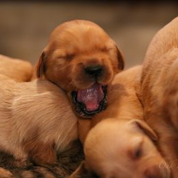 Golden Retriever Puppies from Oak Hill Kennels