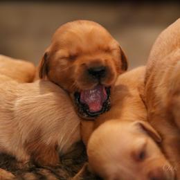 Golden Retriever Puppies from Oak Hill Kennels