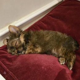 Ernie - Parti male Yorkshire Terrier puppy in Slate Hill, New York from Wendy's AKC Teacup and Micro Darlings Hudson Valley