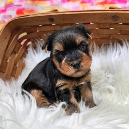 Bentley - Blue and gold male Yorkshire Terrier puppy in Monticello, Iowa from Ashley’s Puppies