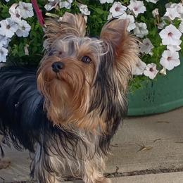 Lady - Blue and gold female Yorkshire Terrier puppy in Potomac, Maryland from Fabiana's Yorkshire Terriers