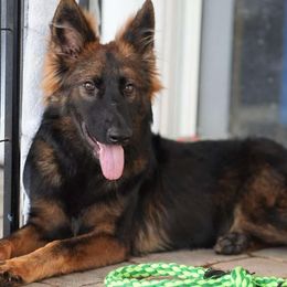 German Shepherd and Golden Retriever Puppies from Lace's High Flying German Shepherds And Golden Retrievers