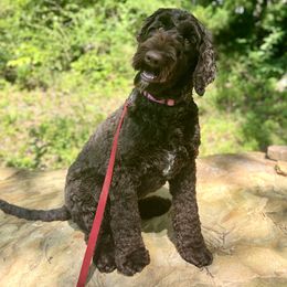 Charlotte - Australian Labradoodle