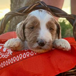 Orange - Parti female Goldendoodle puppy in Celina, Texas from Kennedy Doodles