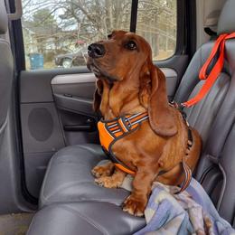 Annette - Basset Hound