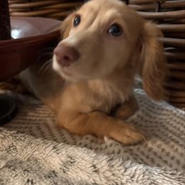 Honey Angel - Red female Dachshund puppy in Visalia, California from DachGraston Dachshunds