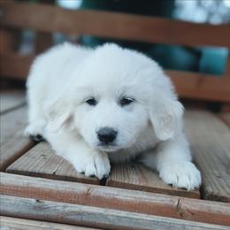 Magenta - White female Great Pyrenees puppy in Yakima, Washington from Naches Heights Ranch