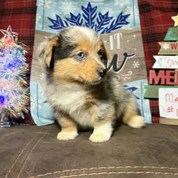 Boy 1 - Red merle and white male American Corgi puppy in Portland, North Dakota from Sliding stop corgis