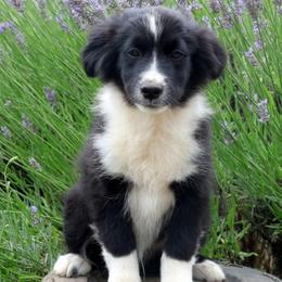 Jett - Black & white male Miniature American Shepherd puppy in Kalama, Washington from Lone Pine Miniature American Shepherds