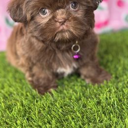 Sharpay - Chocolate female Shih Tzu puppy in San Tan Valley, Arizona from My Puppy Tzu