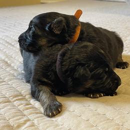 American Corgi and German Shepherd Puppies from Grace Ridge Shepherds and Corgis
