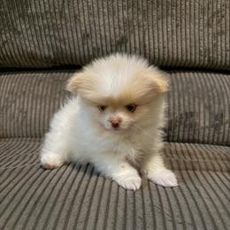 Ty - Cream sable parti male Pomeranian puppy in Minooka, Illinois from Sheree’s Pomeranians
