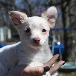 Marshall (overbite discount) - Silver male Chihuahua puppy in Seneca, Missouri from Stephanie’s Puppy Colony