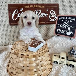 Finley - Cream female Dachshund puppy in Michigan from M.H.P Dachshunds