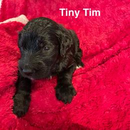 Tiny Tim - Black male Goldendoodle puppy in St Johns, Florida from Nini's Poodles and Doodles of St. Johns Co.