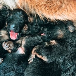 German Shepherds from German Haus German Shepherds LLC