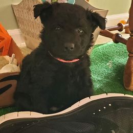 Mudi Puppies from Menagerie Mudis & More