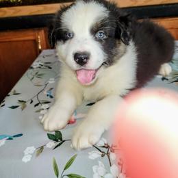 Gina - Black tri-color female Australian Shepherd puppy in Guthrie, Oklahoma from 2bar Aussies