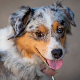 Paris - Miniature Australian Shepherd