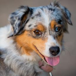 Paris - Miniature Australian Shepherd