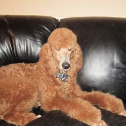 Goldendoodles and Poodles from Goldendoodle Royale