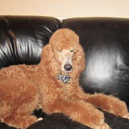 Goldendoodles and Poodles from Goldendoodle Royale