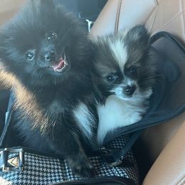 Pomeranian Puppies from Precious Paws by Jai