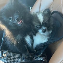 Pomeranian Puppies from Precious Paws by Jai