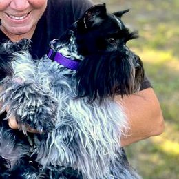Rip - Miniature Schnauzer