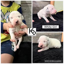 Girl 5 - White and black female Dalmatian puppy in Colome, South Dakota from KB Ridgebacks and Dals, LLC