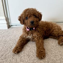 Cavapoo Puppies from Cool Cavapoos