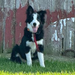 Bandit - Black and white male Border Collie puppy in Dorr, Michigan from Pineview Farm