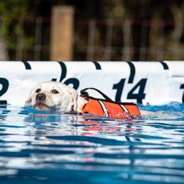 Labrador Retrievers from Cajun Labrador Retrievers