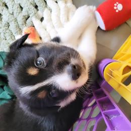 Australian Shepherd Puppies from RussKris Farms Aussies