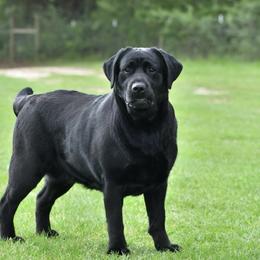 Wanda - Labrador Retriever