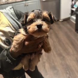 Boy 3 - Parti male Yorkshire Terrier puppy in Lumberton, North Carolina from Shaquitta's Yorkshire Terriers