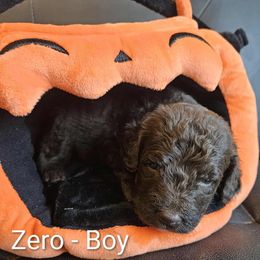 Zero - Chocolate male Labradoodle puppy in Phelan, California from Family Doodles