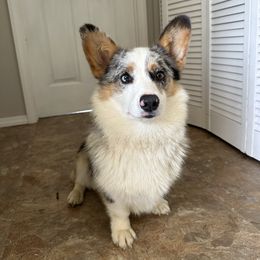 Pembroke Welsh Corgi puppies from Tompkins Farm