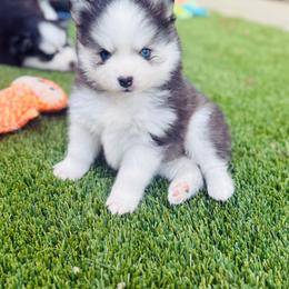 Topo Chico - Black and white male Pomsky puppy in Yavapai County, Arizona from Pawsh Pomskies