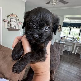Leia - Red sable female Havapoo puppy in Bailey, North Carolina from Reining Glory Acres