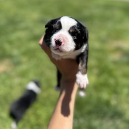 Miniature American Shepherd Puppies from Moonlight Trail Aussies