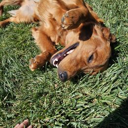 Golden Retriever All Grown Up from Coppertown Retrievers
