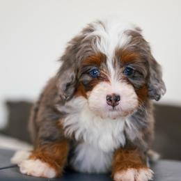 Leia - Merle female Bernedoodle puppy in Dundee, Ohio from Down Home Doodle