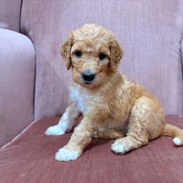 Wendy - Parti female Goldendoodle puppy in Pittsburg, Texas from Peachy Pine Goldendoodles