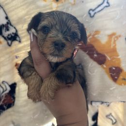 Milo - Black and tan male Yorkshire Terrier puppy in H AI Nes City, Florida from MF_Yorkies
