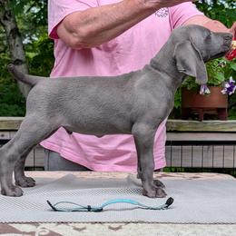 Chowder - Blue male Weimaraner puppy in Evart, Michigan from Drehbar Weimaraners